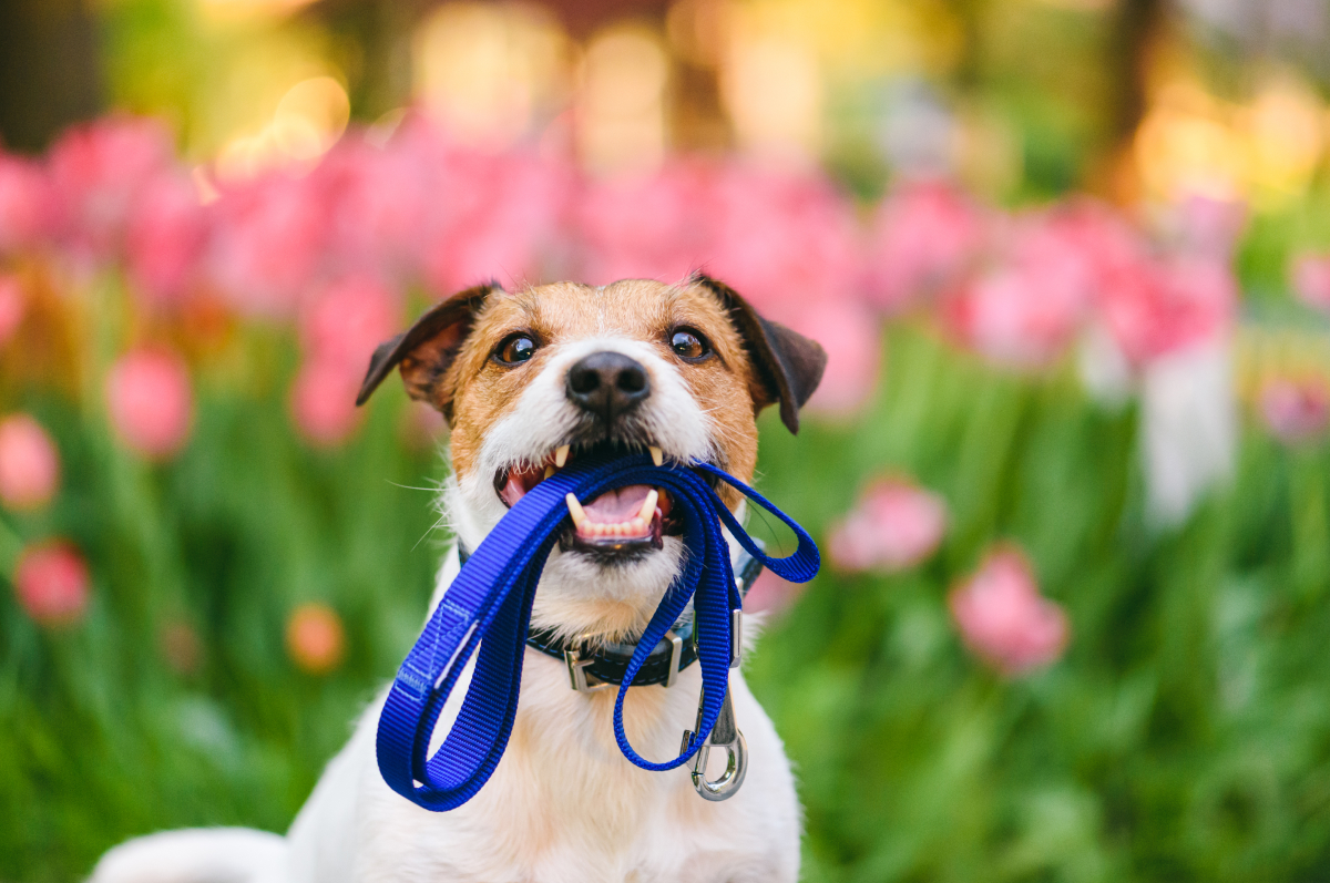 Bracken Workspace Plus Why Bringing The Dogs To Work Isn't Always A Recipe For Success