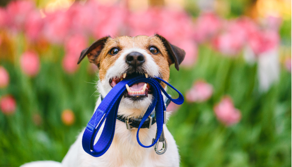 Bracken Workspace Plus Why Bringing The Dogs To Work Isn't Always A Recipe For Success